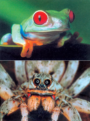 южноамериканская лягушка и тарантул
