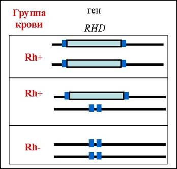 Ген RHD, наличие которого определяет тип группы  крови