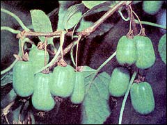 плоды актинидии коломита